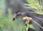 Costa's Hummingbird (12)