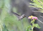 Costa's Hummingbird (13)
