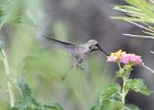 Costa's Hummingbird (14)