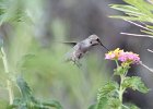 Costa's Hummingbird (15)