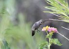 Costa's Hummingbird (17)