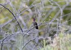 Costa's Hummingbird (19)
