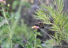 Costa's Hummingbird (2)