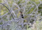 Costa's Hummingbird (20)