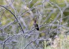 Costa's Hummingbird (21)