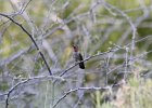 Costa's Hummingbird (22)