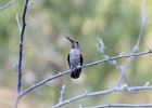 Costa's Hummingbird (23)