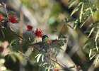 Costa's Hummingbird (27)