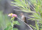 Costa's Hummingbird (5)