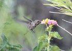 Costa's Hummingbird (9)