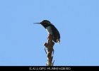 043 - 522 Calliope Hummingbird