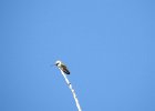 Calliope Hummingbird (1)