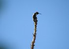 Calliope Hummingbird (16)