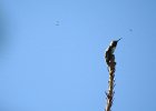 Calliope Hummingbird (17)