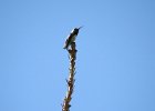 Calliope Hummingbird (18)