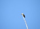 Calliope Hummingbird (3)
