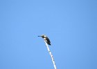 Calliope Hummingbird (4)
