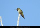 043 - 524 Broad-tailed Hummingbird