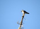 Broad-tailed Hummingbird (1)