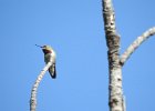 Broad-tailed Hummingbird (10)