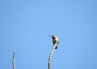 Broad-tailed Hummingbird (11)