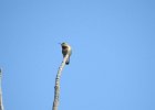 Broad-tailed Hummingbird (12)