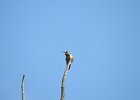 Broad-tailed Hummingbird (14)