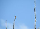 Broad-tailed Hummingbird (16)