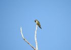 Broad-tailed Hummingbird (2)