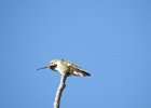 Broad-tailed Hummingbird (4)