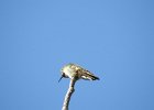 Broad-tailed Hummingbird (5)
