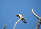 Broad-tailed Hummingbird (6)