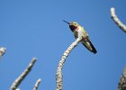 Broad-tailed Hummingbird (7)