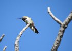 Broad-tailed Hummingbird (8)