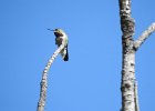 Broad-tailed Hummingbird (9)