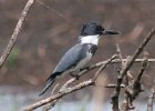 101Belted Kingfisher