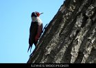 047 - 535 Lewis's Woodpecker