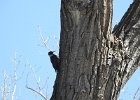 Lewis's Woodpecker (17)
