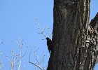 Lewis's Woodpecker (18)