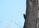 Lewis's Woodpecker (27)