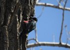 Lewis's Woodpecker (31)