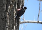 Lewis's Woodpecker (34)