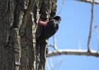 Lewis's Woodpecker (42)