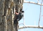Lewis's Woodpecker (44)