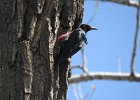 Lewis's Woodpecker (45)