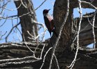 Lewis's Woodpecker (47)