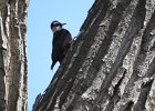 Lewis's Woodpecker (48)