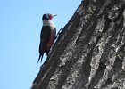 Lewis's Woodpecker (50)