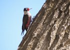 Lewis's Woodpecker (51)