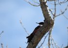 Lewis's Woodpecker (52)